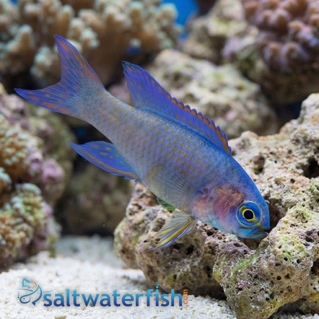 Randalli's Assessor Basslet