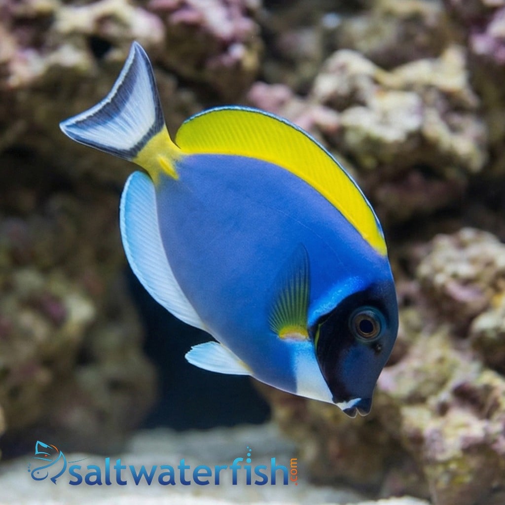 Powder Blue Tang