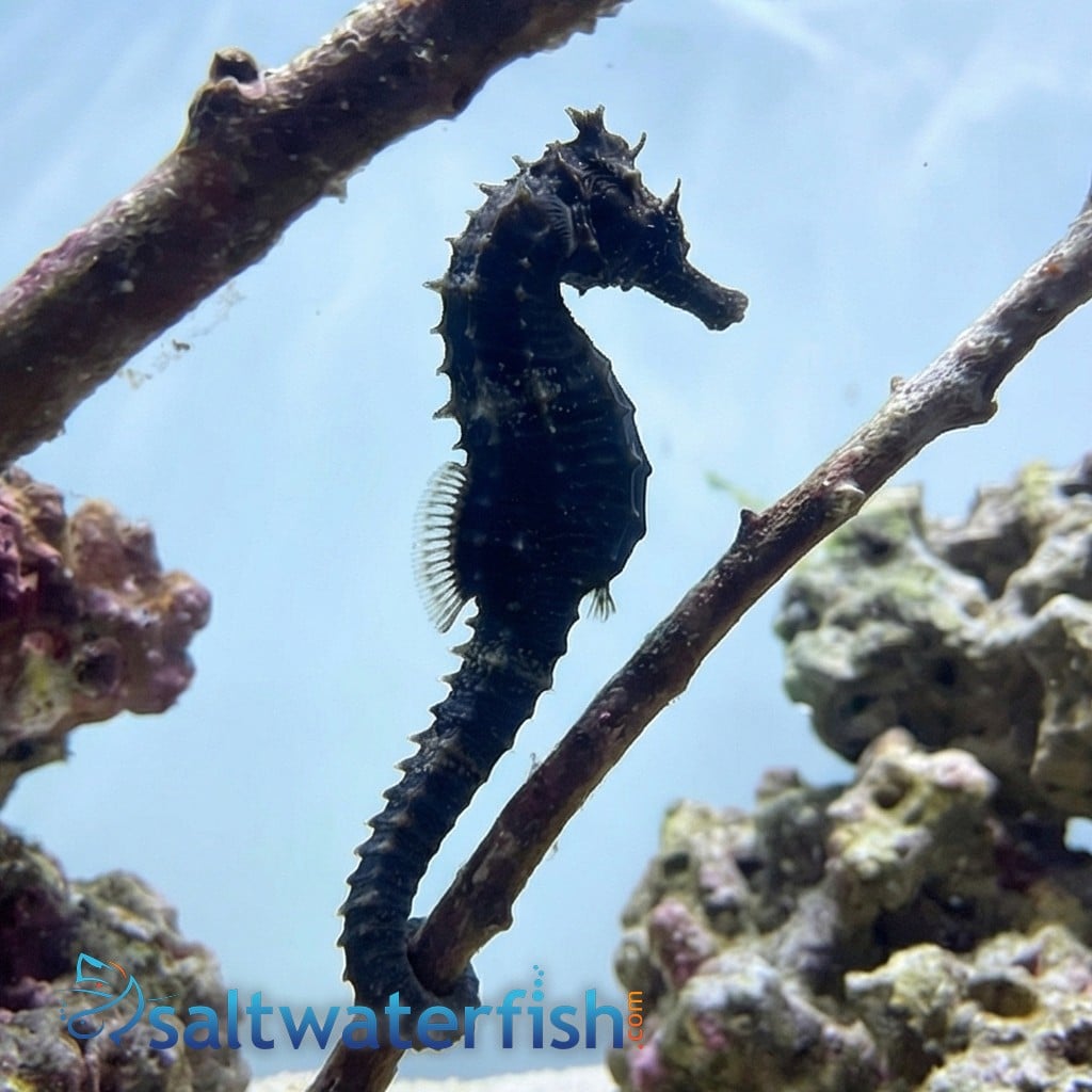 Erectus Seahorse - Captive Bred