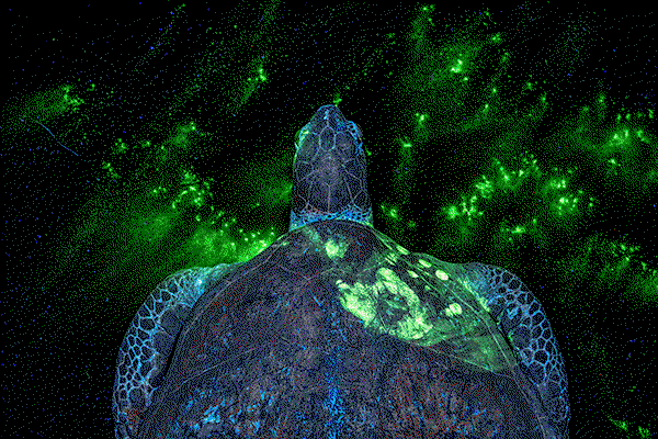 A green sea turtle (Chelonia mydas)shown from above with a glowing green handprint visible on its shell.