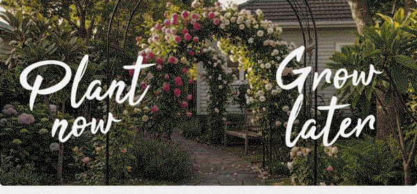Planting gif - arches