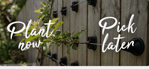 Planting Gif espalier fruit 