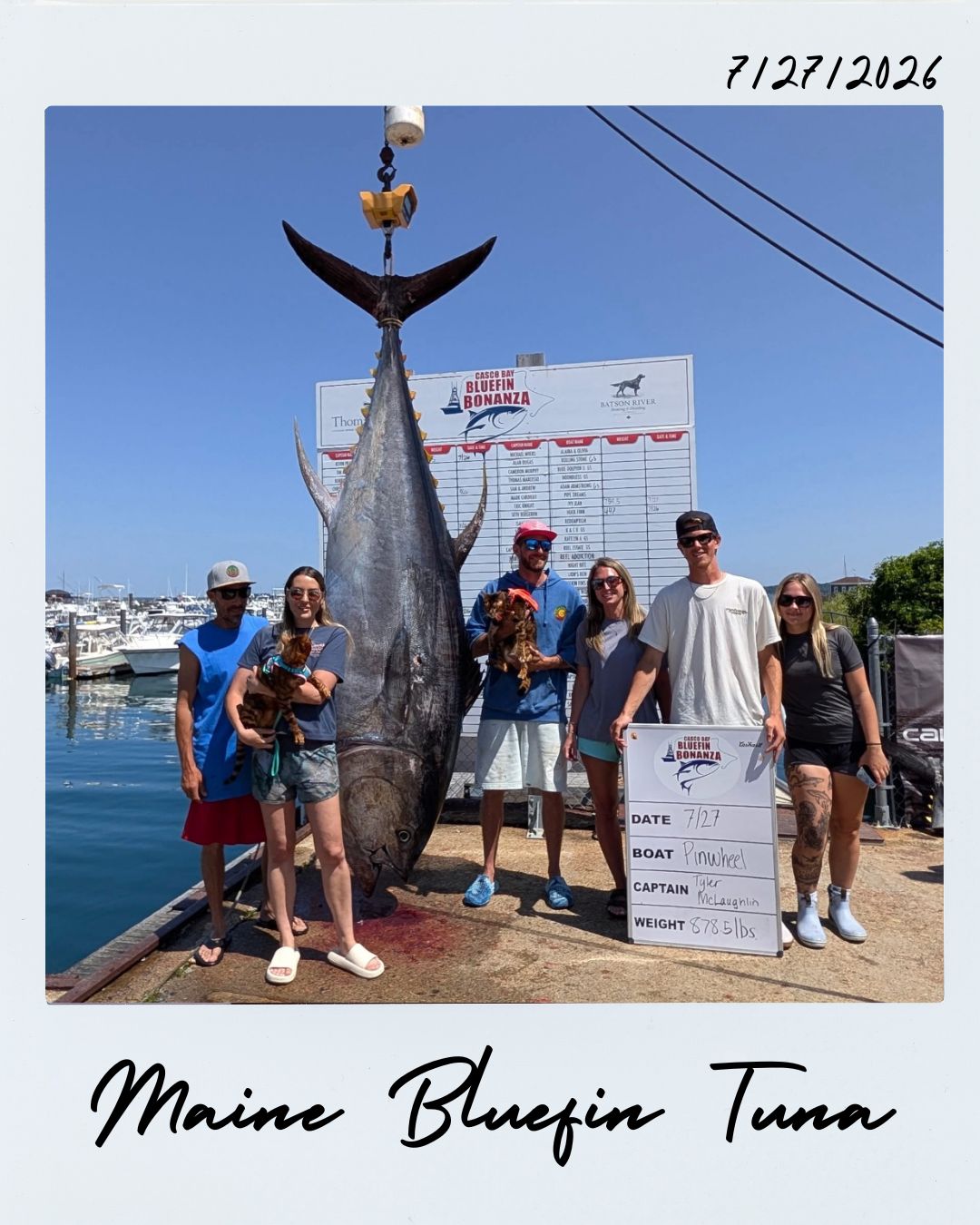 Maine bluefin tuna. Huge catch 