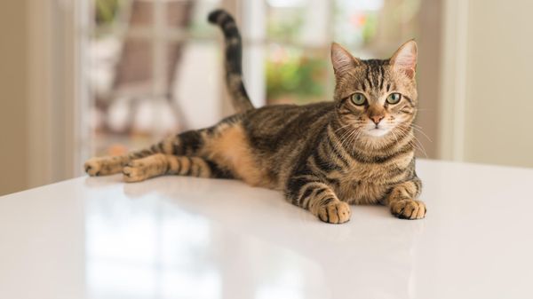 Comment rendre mon chat encore plus heureux?