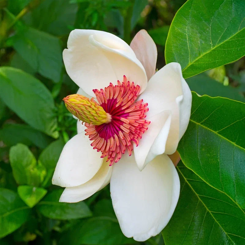 Colossus Magnolia
