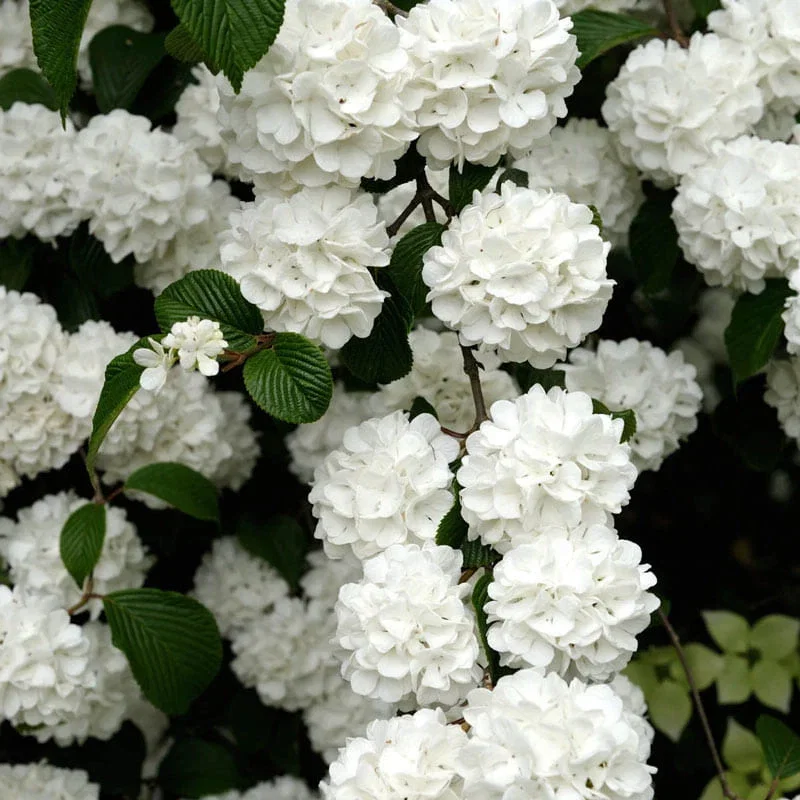Snowball Viburnum