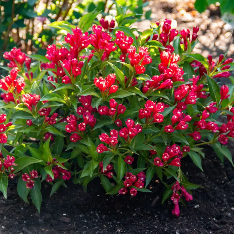 Crimson Kisses® Weigela

