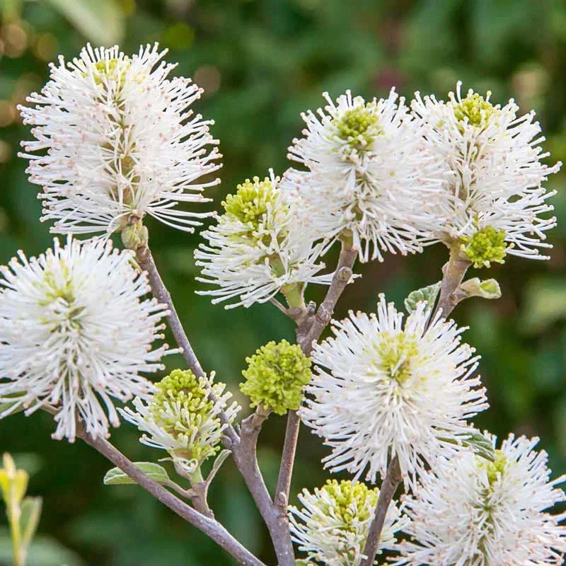 Mt. Airy Fothergilla
                  