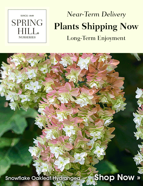 Plants Shipping Now