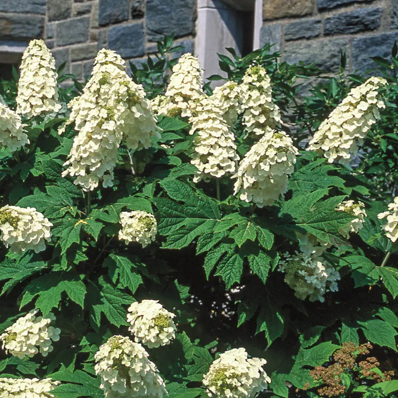 Hydrangea Snow Queen Oakleaf