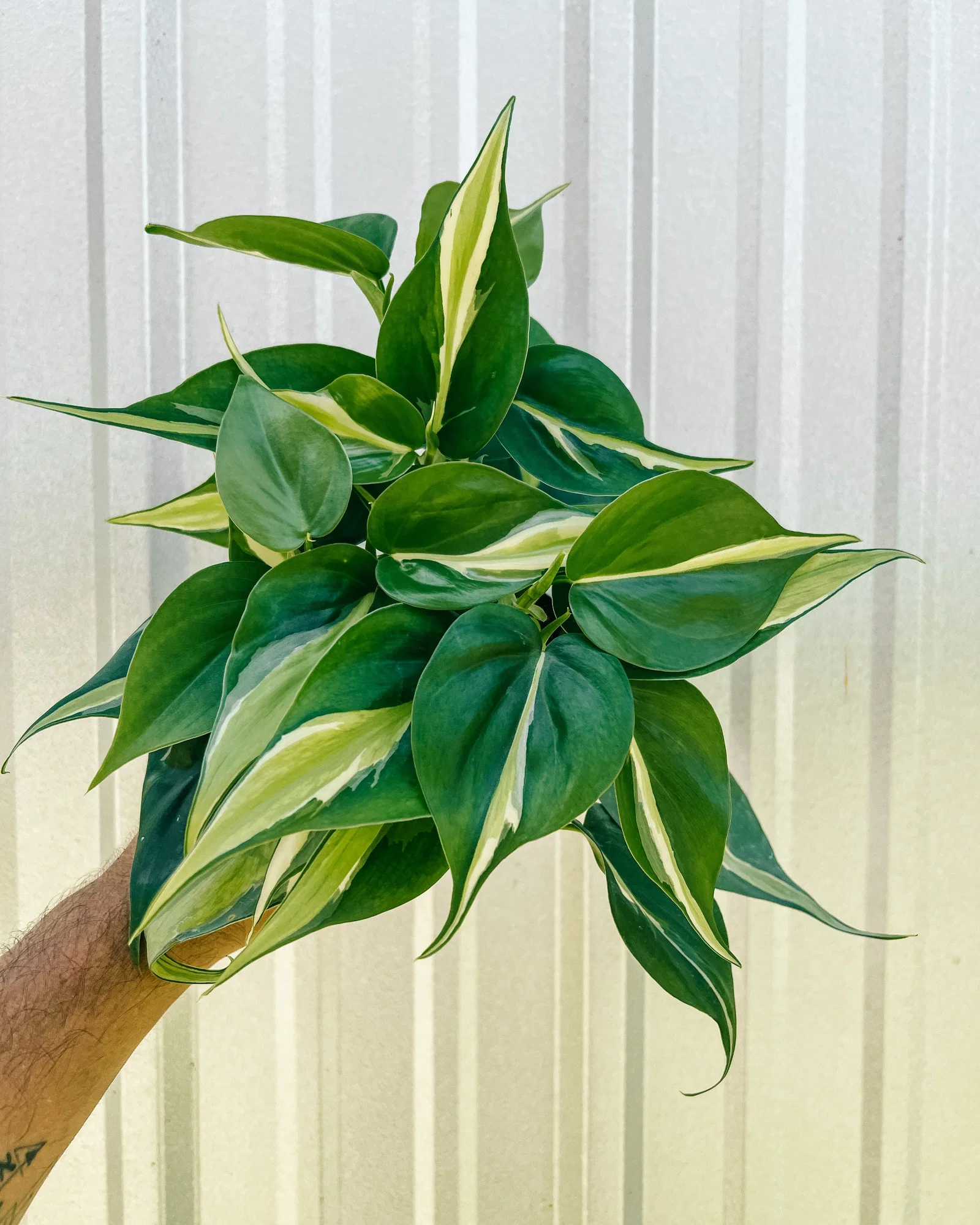 Image of 4" Philodendron 'Silver Stripe'