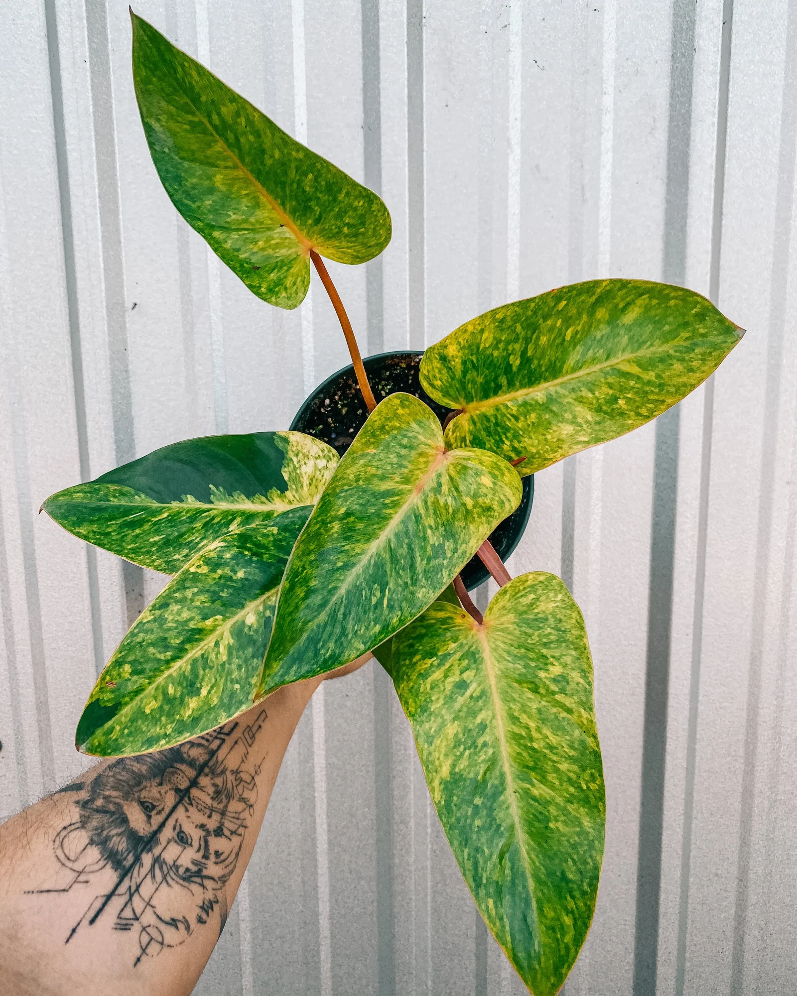 Image of 6" Philodendron 'Painted Lady'