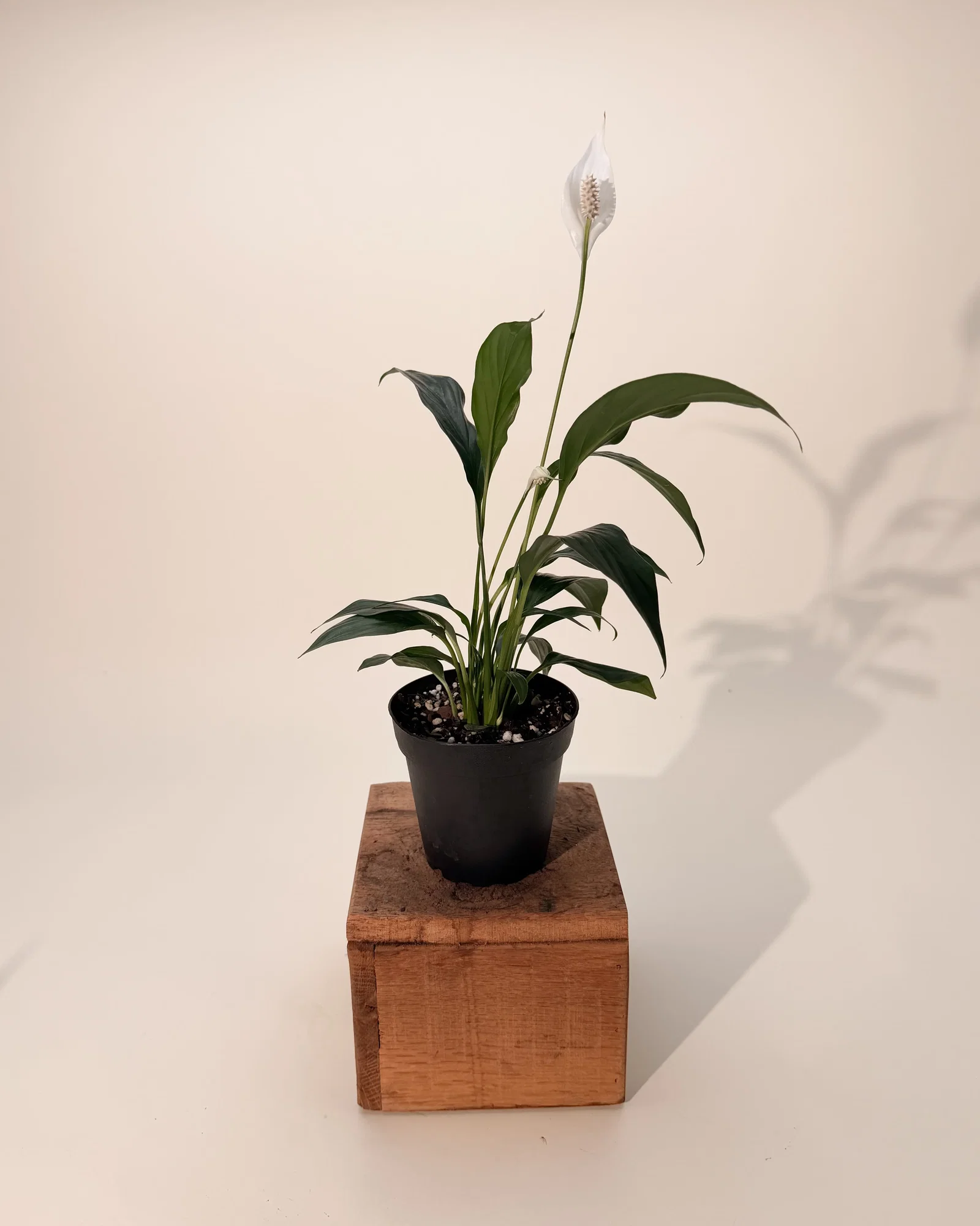 Image of 4" Spathiphyllum 'Flower Bunch'