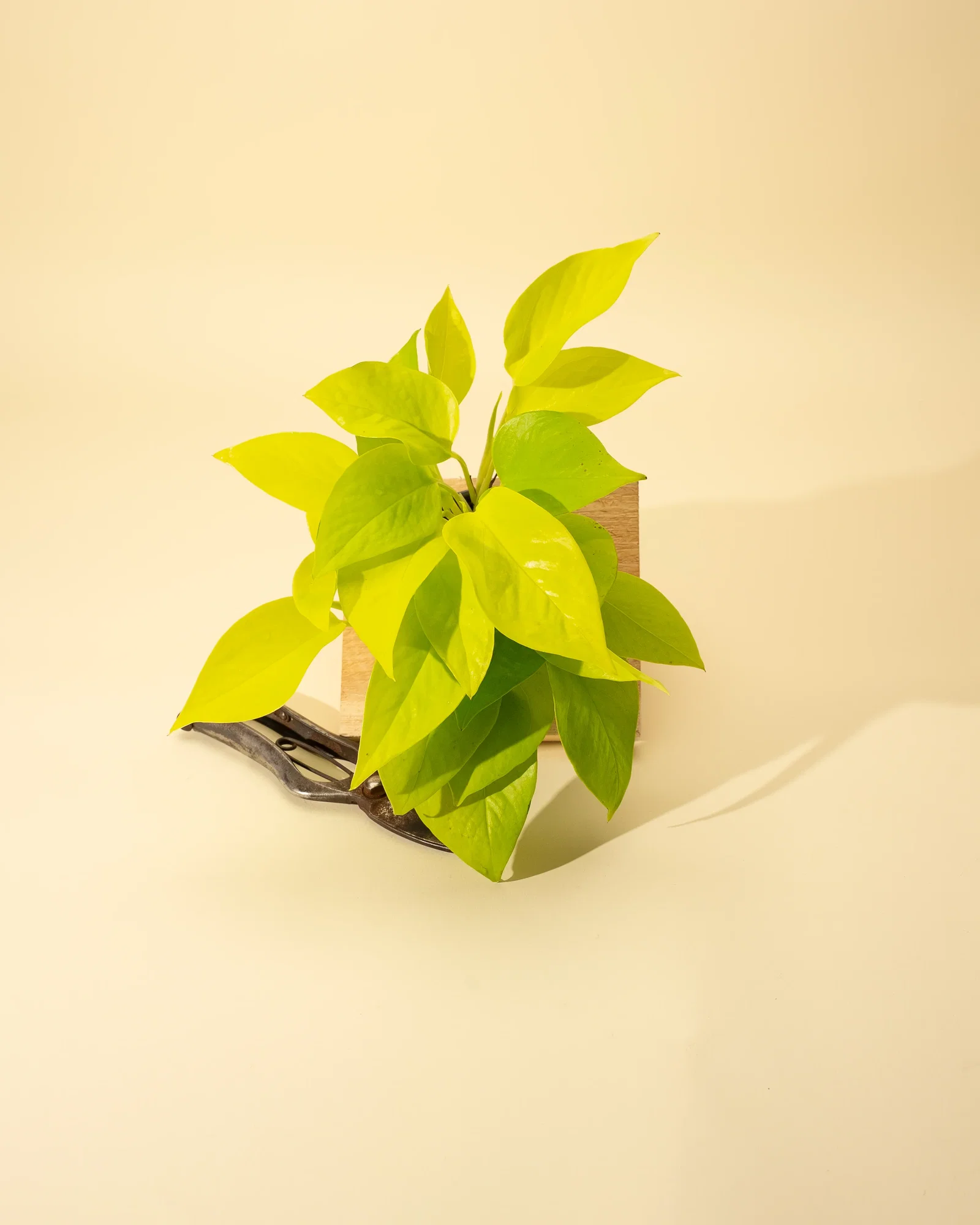 Image of 4" Pothos 'Neon'