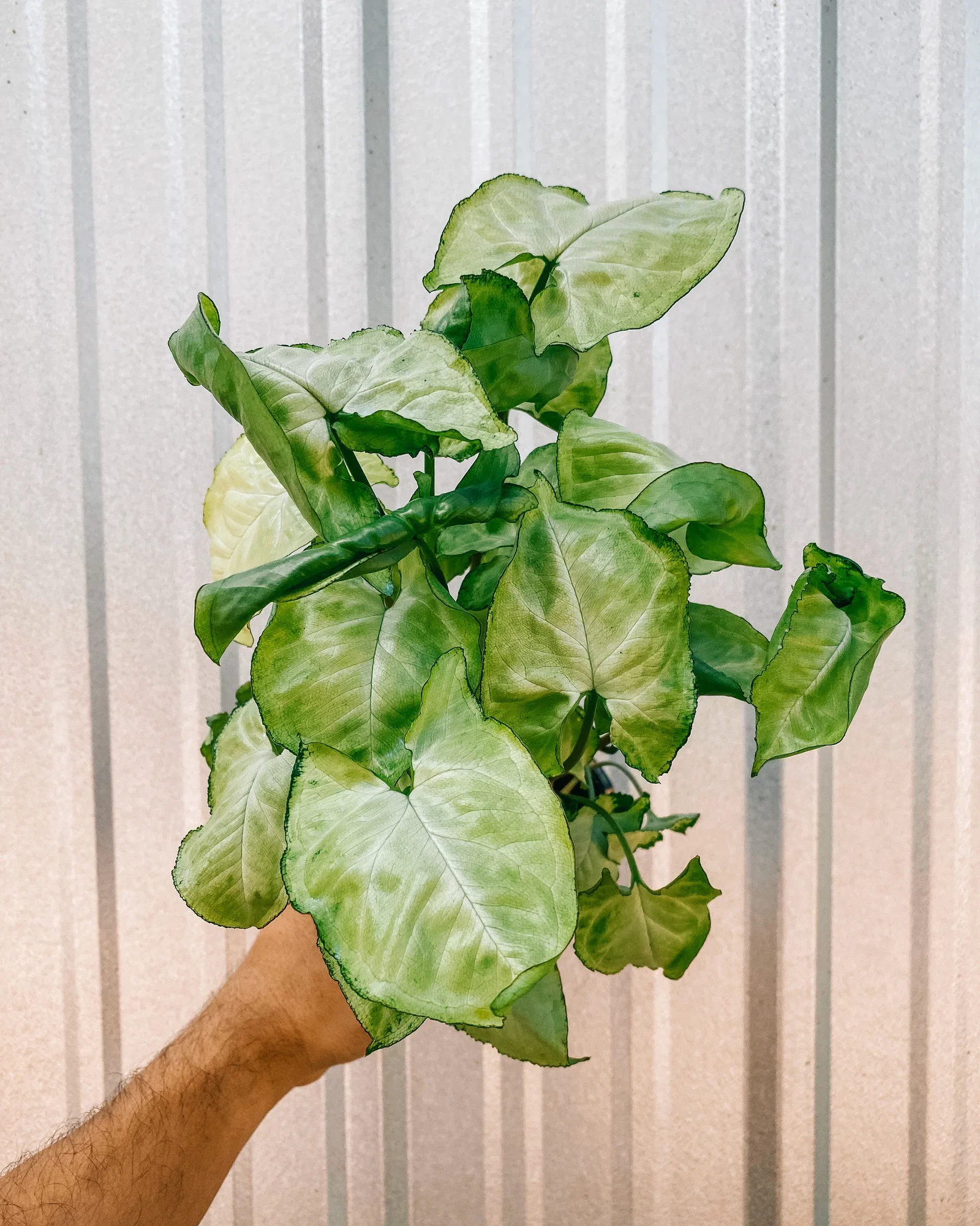 Image of 4" Syngonium 'White Butterfly'