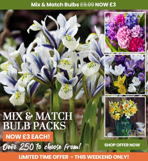 Mix & Match Potted Plants