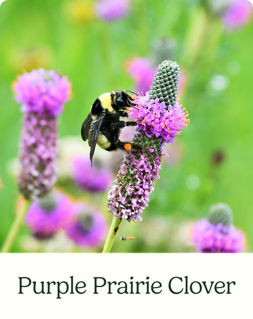 Purple Prairie Clover