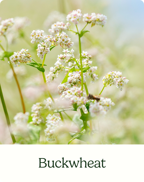 Buckwheat