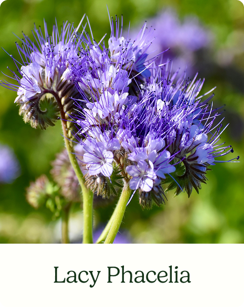Lacy Phacelia