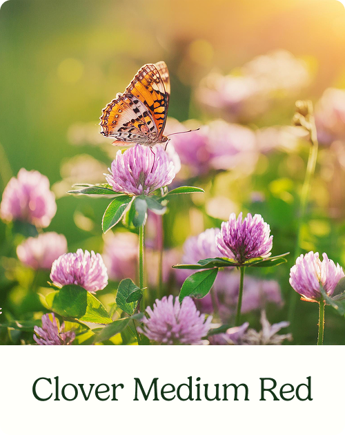 Clover Medium Red