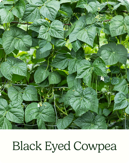 Black Eyed Cowpea