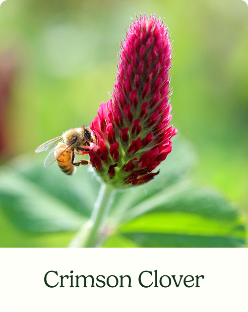 Crimson Clover