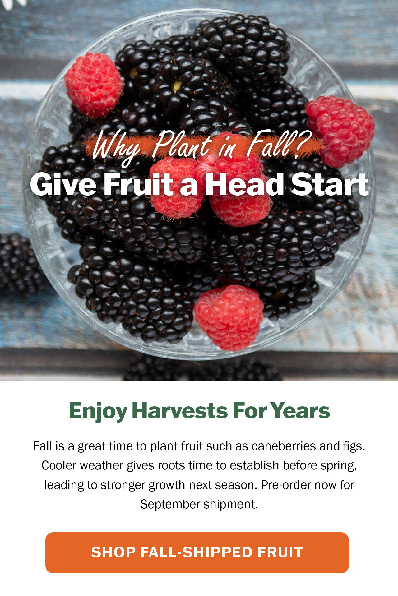 Shop our fall shipped fruit selection