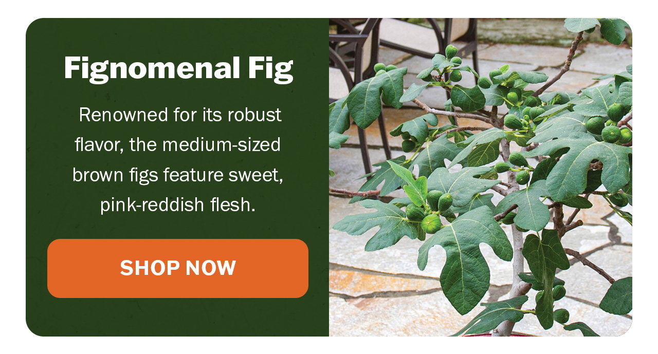 Fignomenal fig