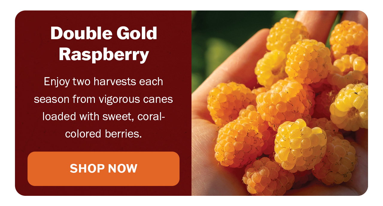 Double Gold raspberry