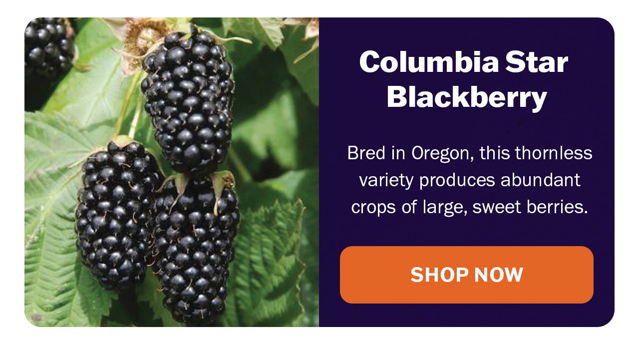 Columbia Star blackberry