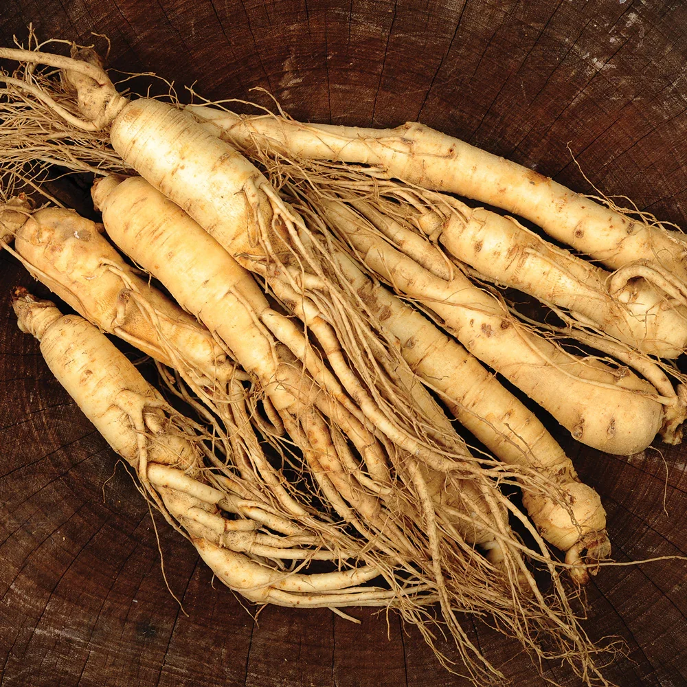 Image of American Ginseng