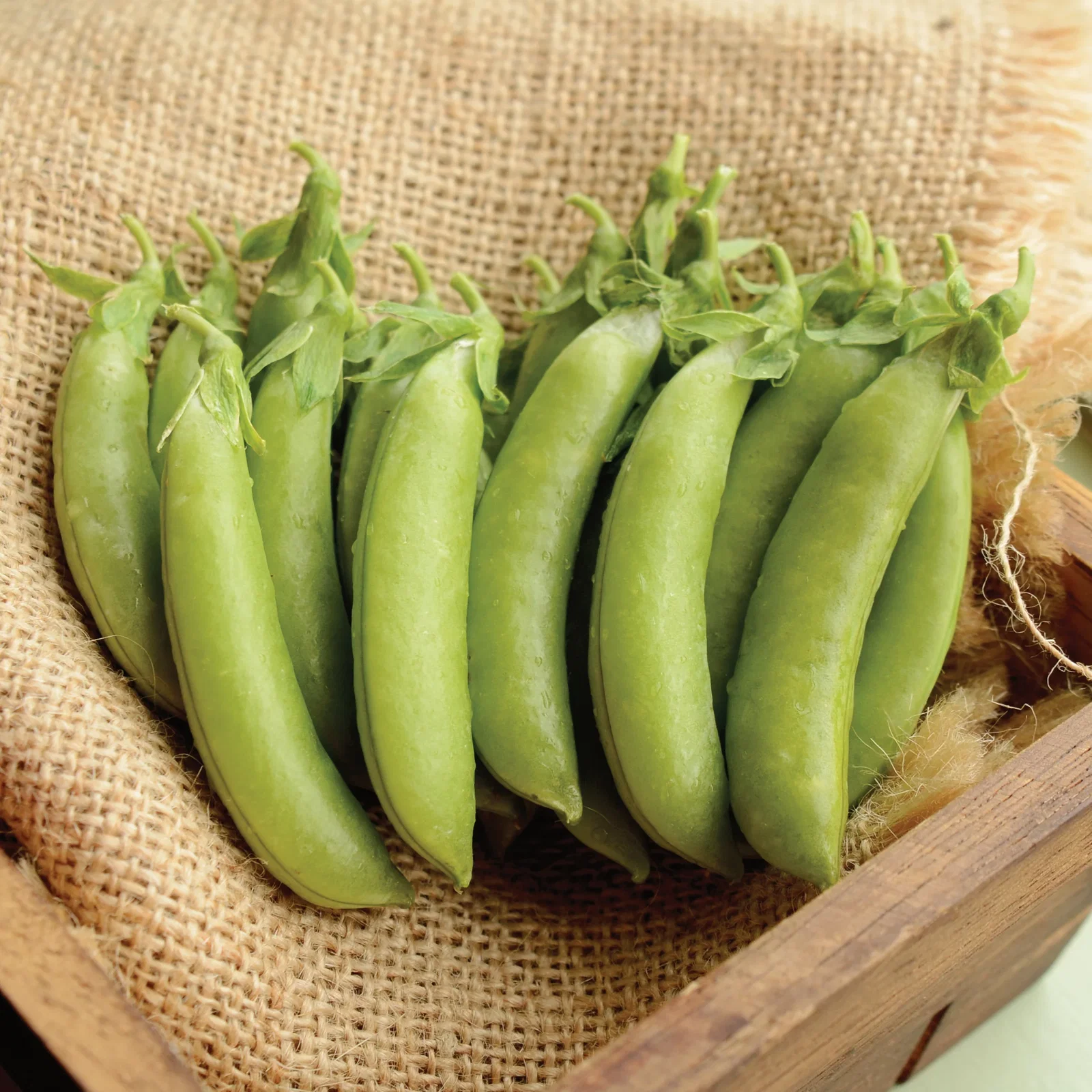 Image of Cascadia Pea