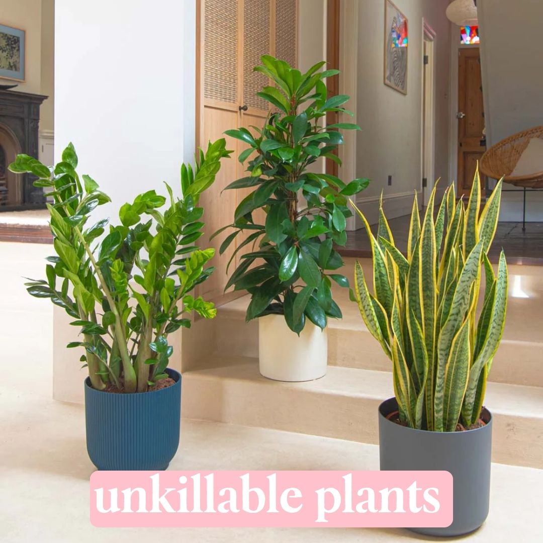 unkillable plants