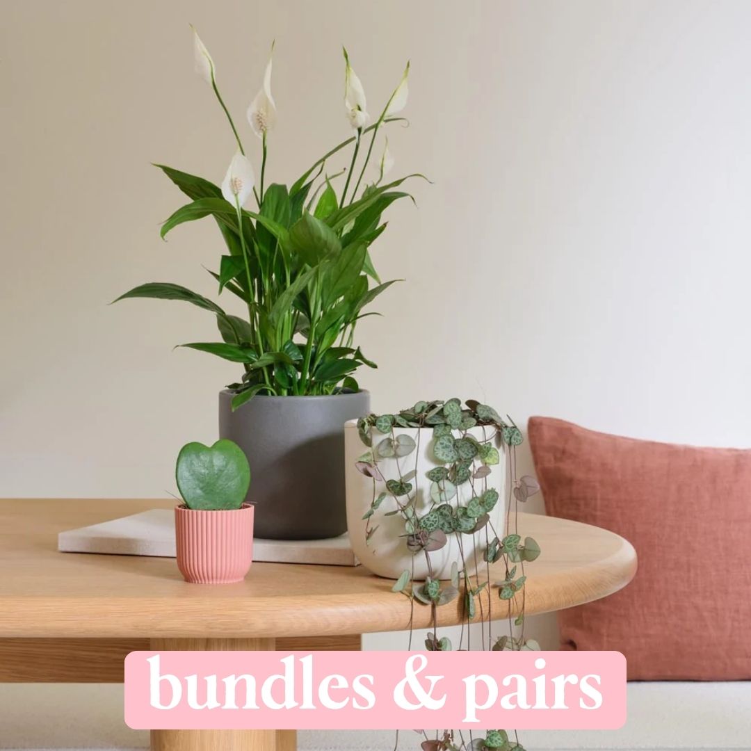 bundles & pairs