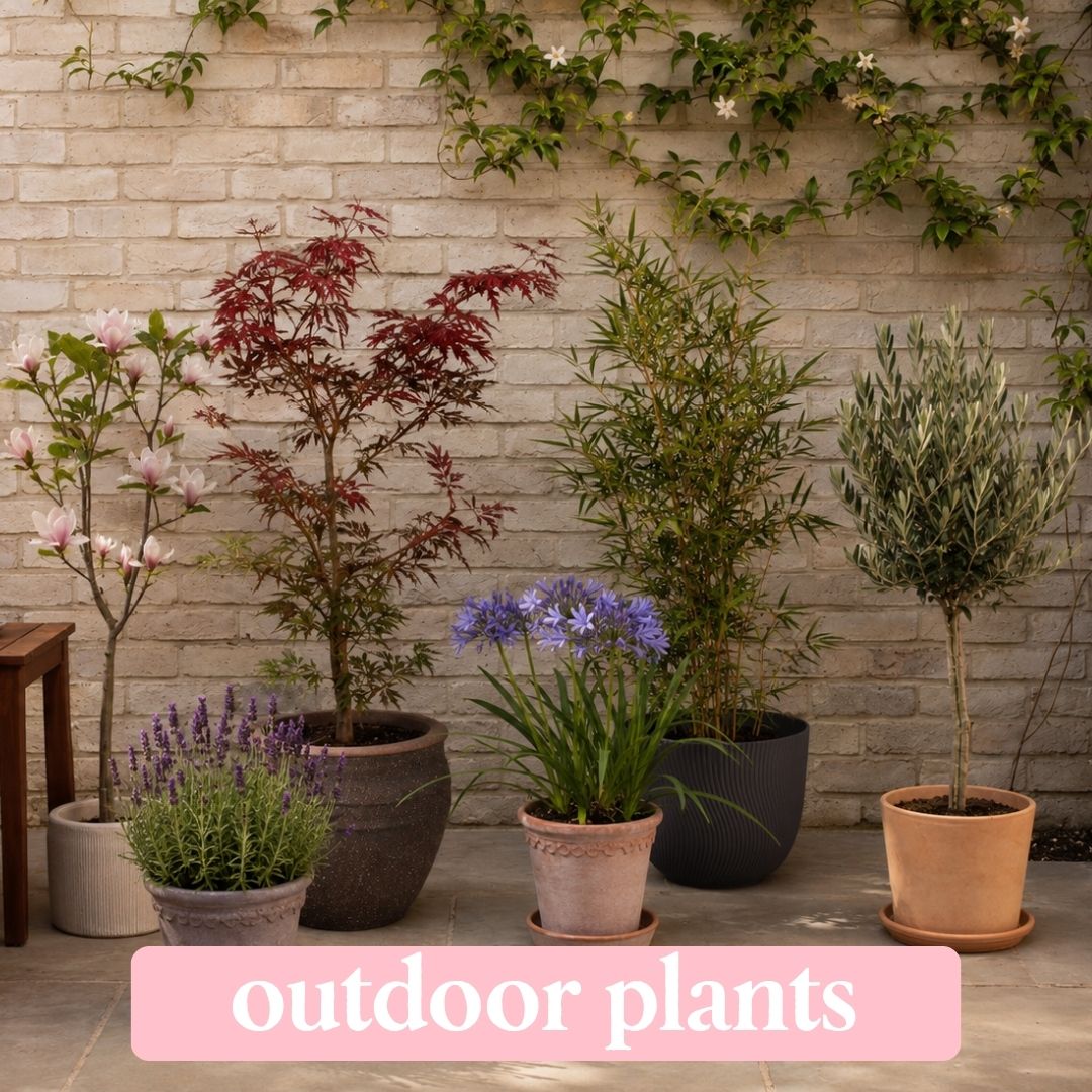 outdoor plants