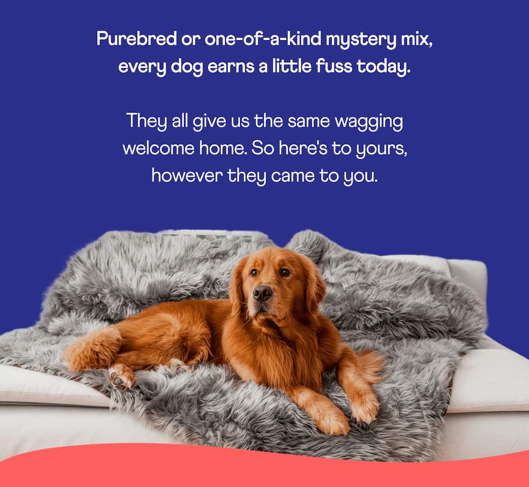 Purebred or one-of-a-kind mystery mix, every dog earns a little fuss today. 