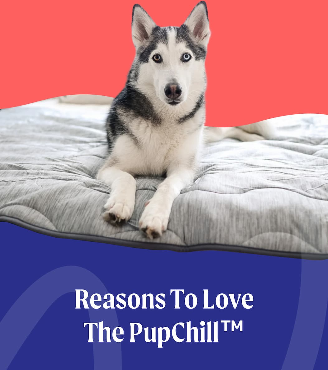 Reasons To Love The PupChill | TM