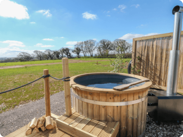 Buzzards, Devon