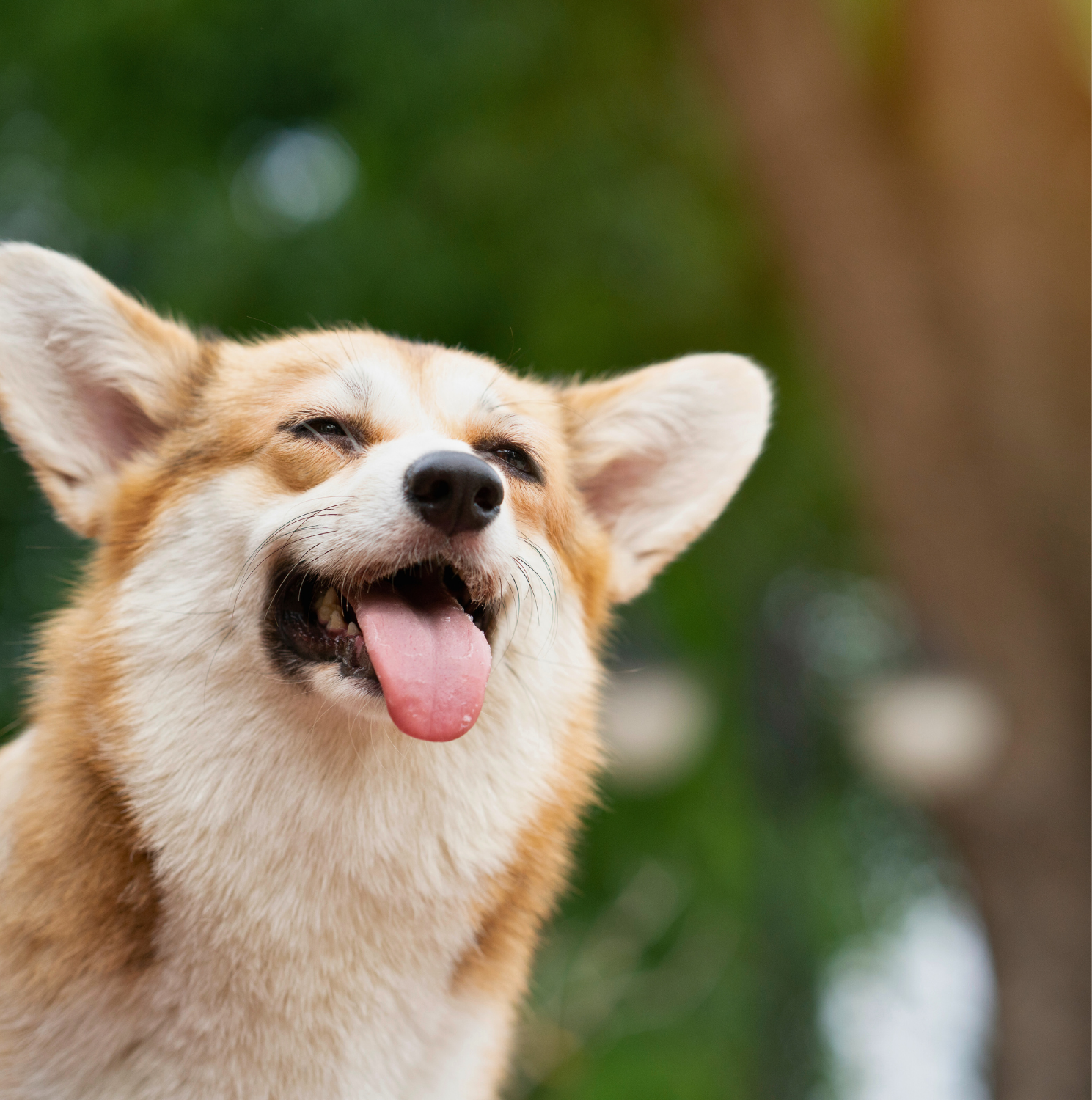 Puppy Getting Treat