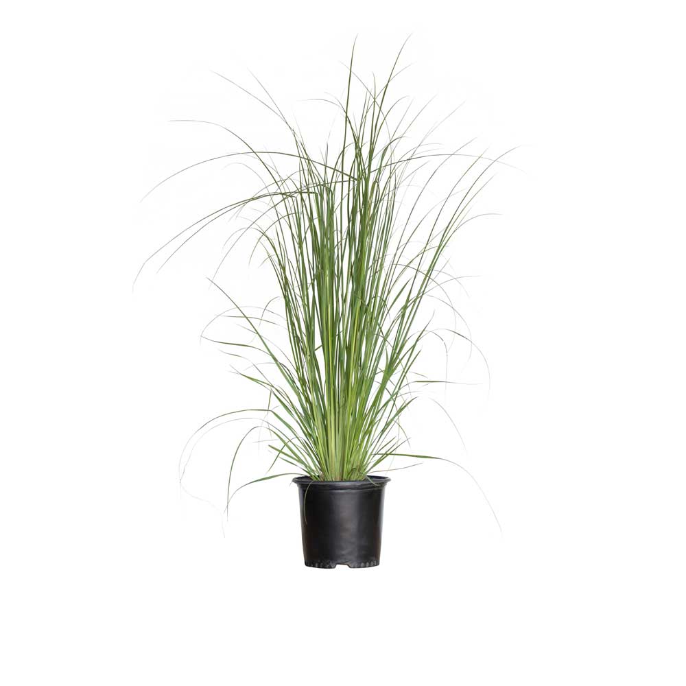 Image of Pampas Grass