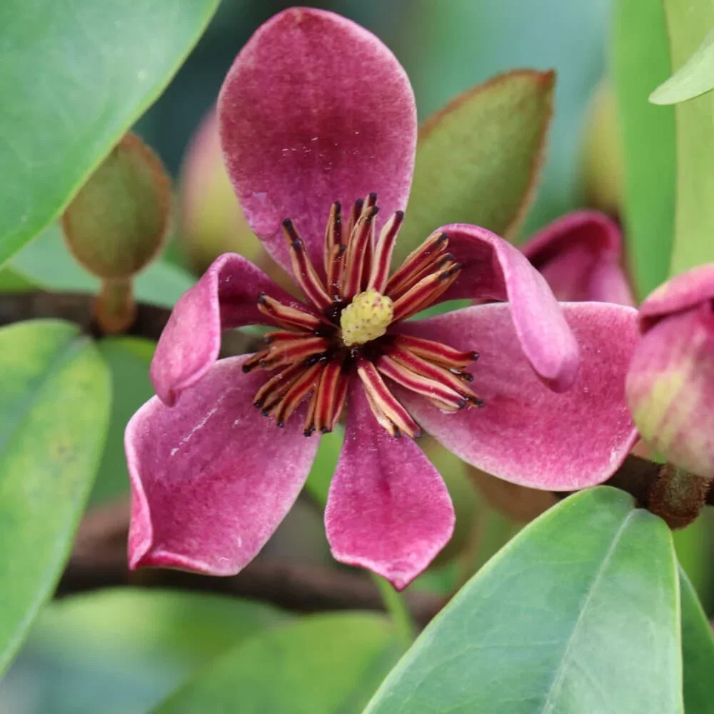 Image of Stellar Ruby Magnolia (Banana Shrub)