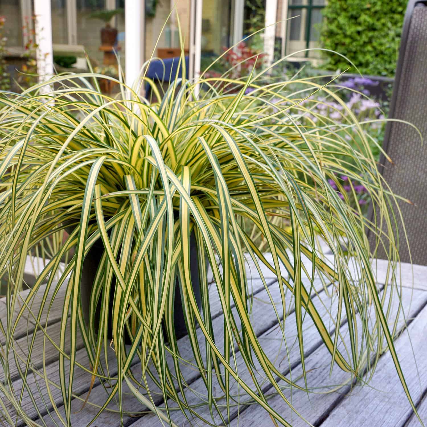 Image of Carex EverColor 'Everoro'