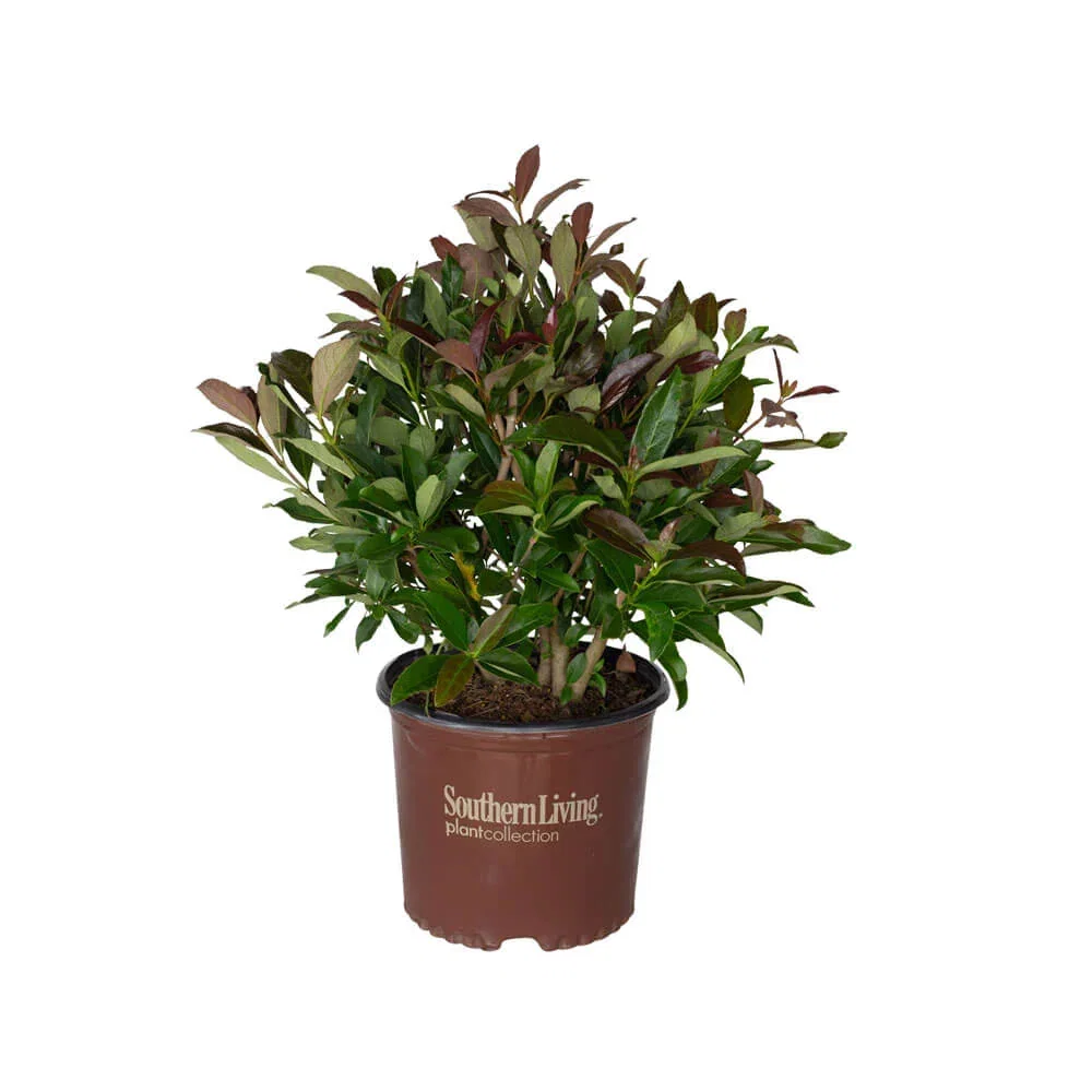 Image of Coppertop Sweet Viburnum