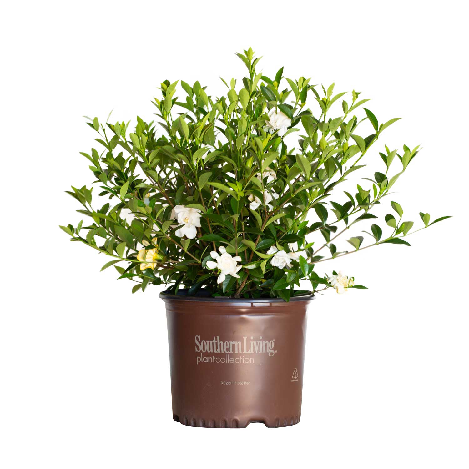 Image of Jubilation Gardenia