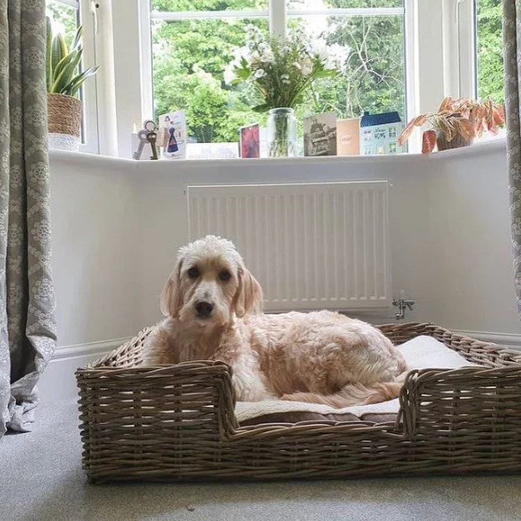 Image of Wovenhill Kubu Rattan Rectangular Pet Bed