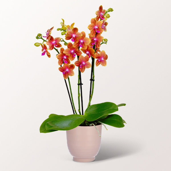 Orange Orchidee im Keramiktopf für 34,99 €