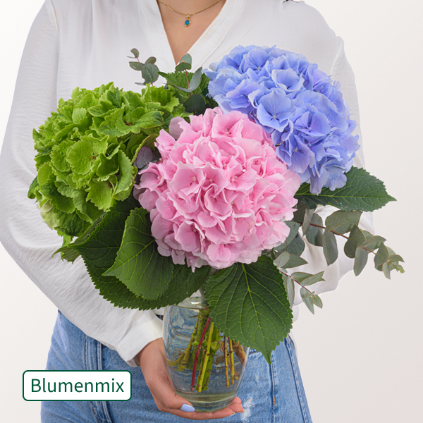 Traumhafte Hortensien mit Eukalyptus im Bund und 2 Gratis-Geschenken für 29,99 €