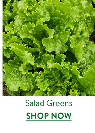 Salad Green Seeds