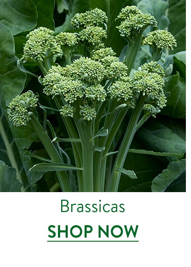 Brassica Seeds and Plants