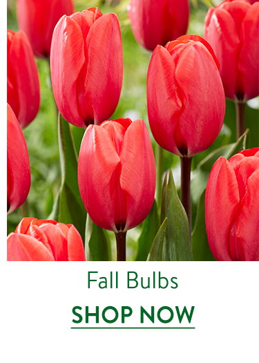 Flowering Bulbs